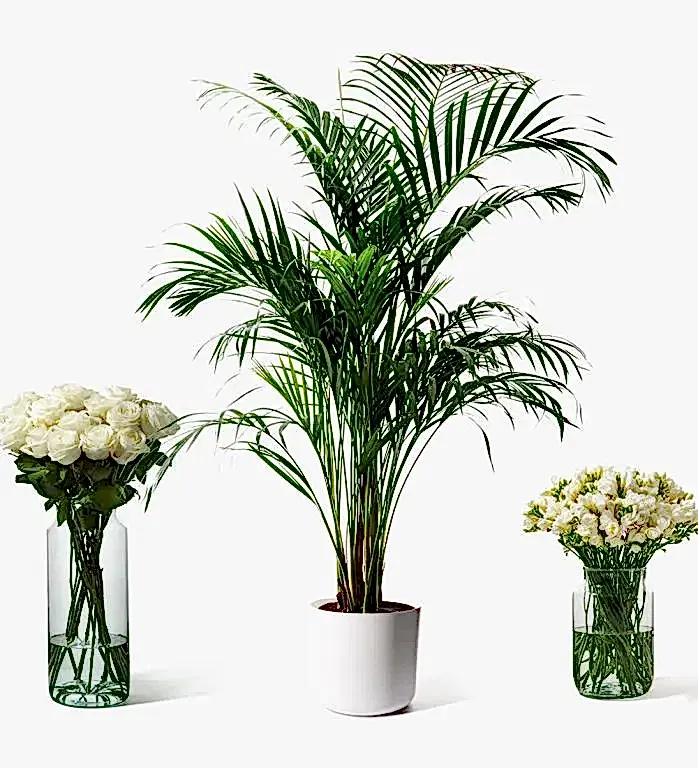 Areca Palm
