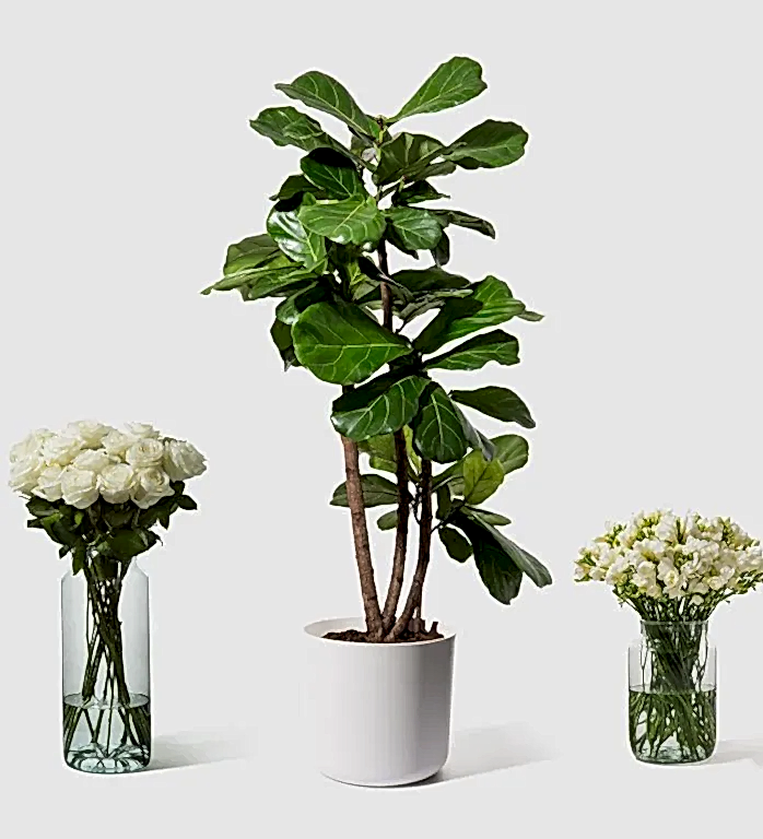 Fiddle-Leaf Fig Plant