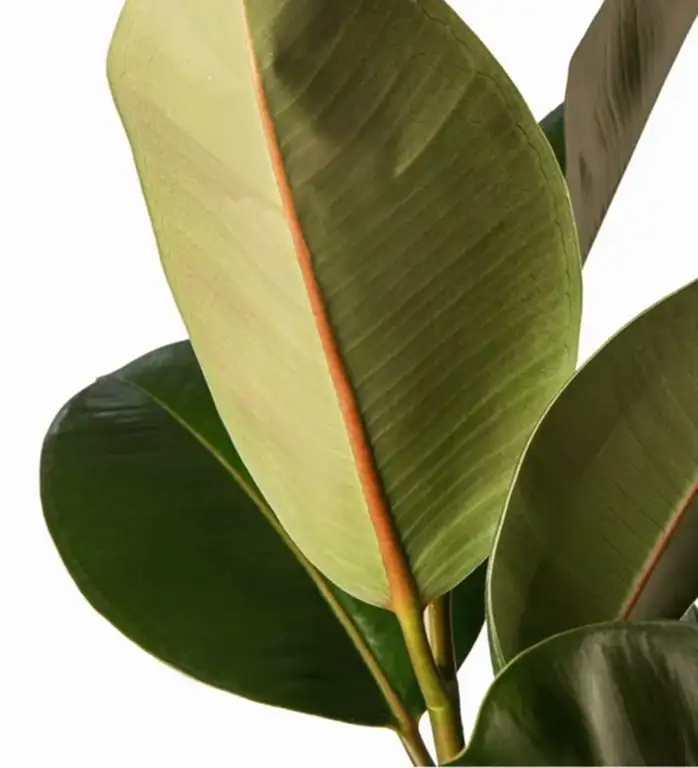 Forest Rubber Plant
