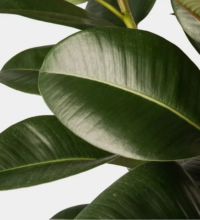 Forest Rubber Plant