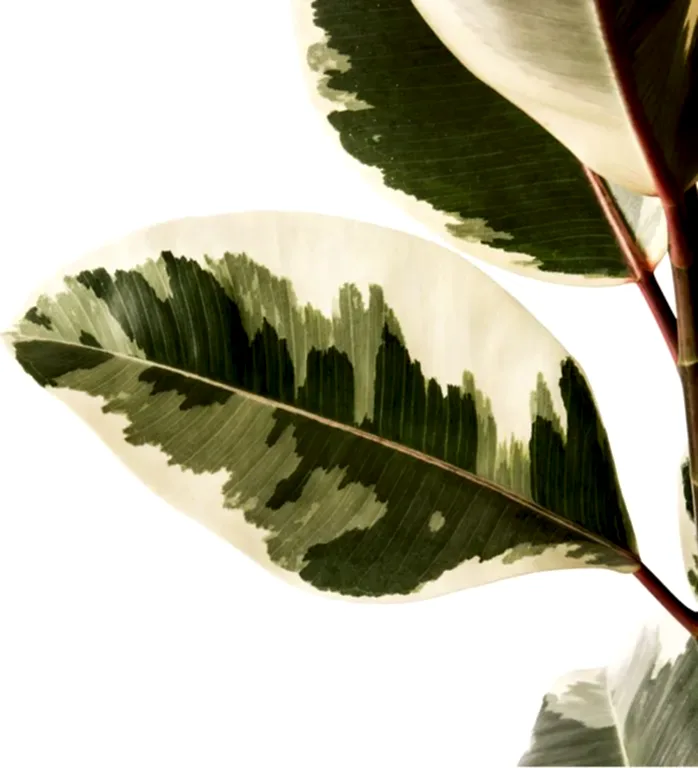 Camouflage Rubber Plant