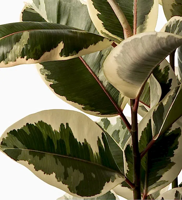 Camouflage Rubber Plant