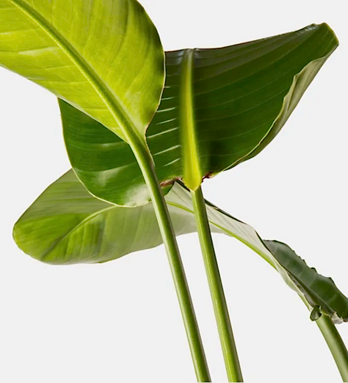 Paradise Strelitzia