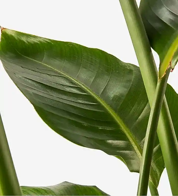 Paradise Strelitzia
