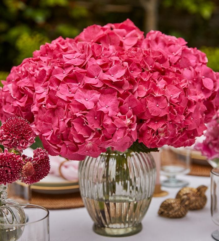 Cherry Crush Hydrangea 