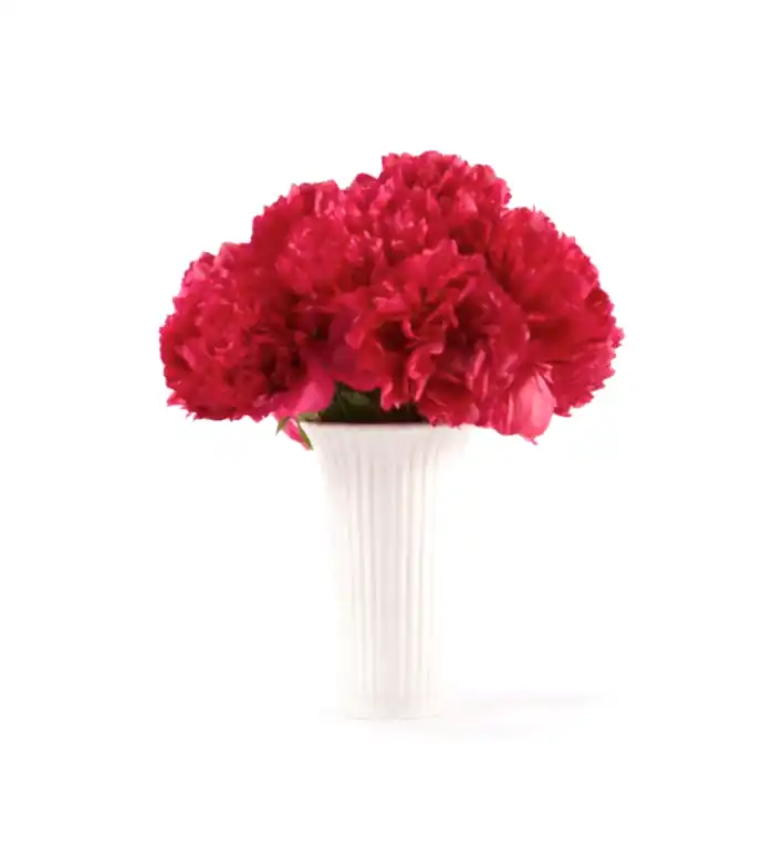10 Stems of Framboise Peony in a 12cm Glazed White Fluted Vase