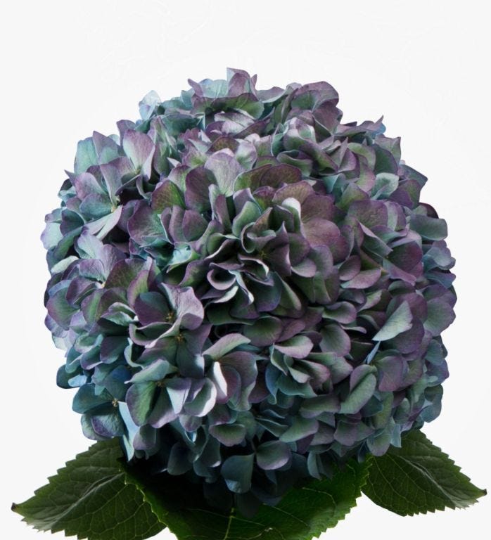 Sage Blush Hydrangea 