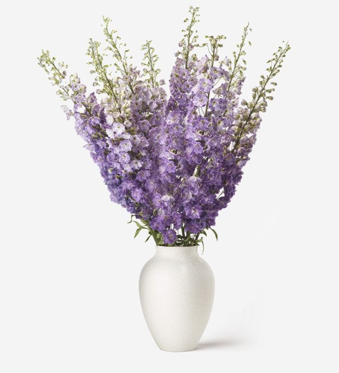 Dusty Lilac Delphinium