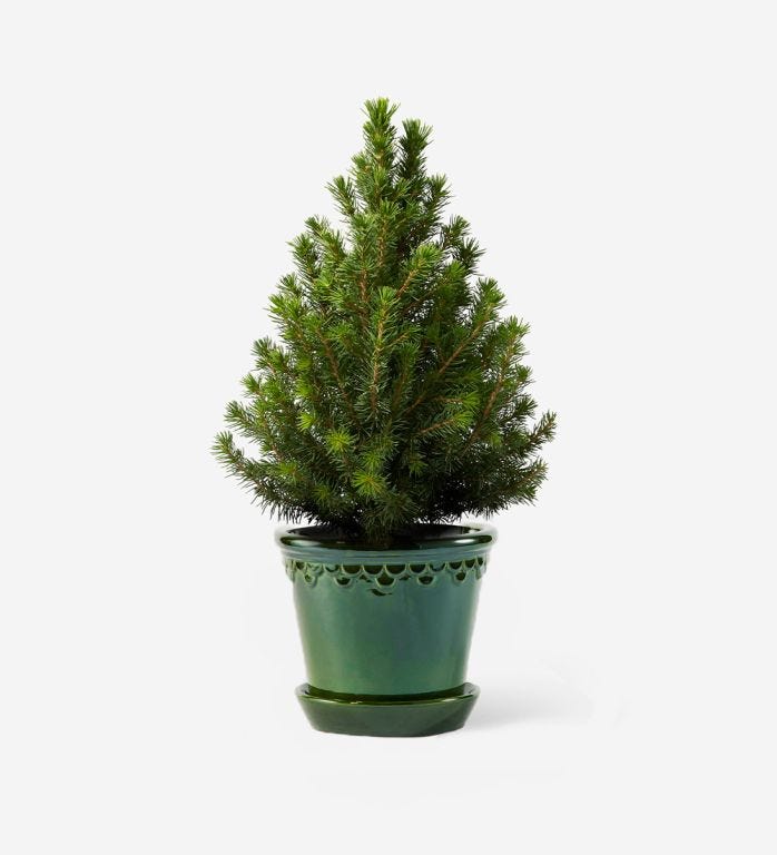 Mini Potted Tree in a Glazed Emerald Pot - 16cm
