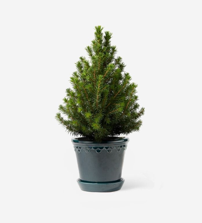 Mini Potted Tree in a Glazed Peacock Pot - 16cm
