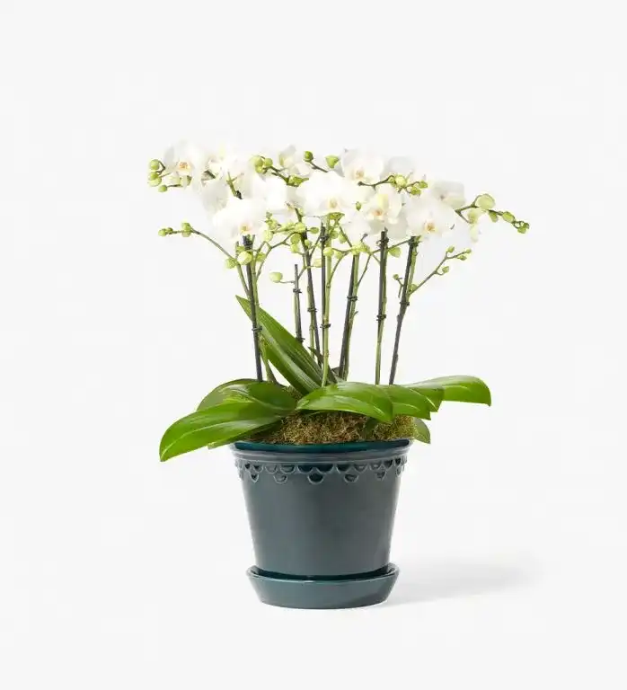 Everyday Elegance Orchid Plant in a Glazed Peacock Pot