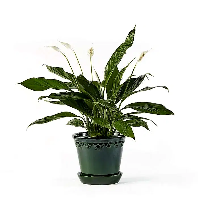 Peace Lily Plant in a Glazed Emerald Pot - 21cm