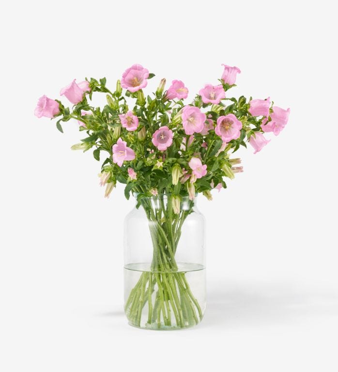 20 stems of Pink Cheeks Campanula in our Medium Apothecary Vase