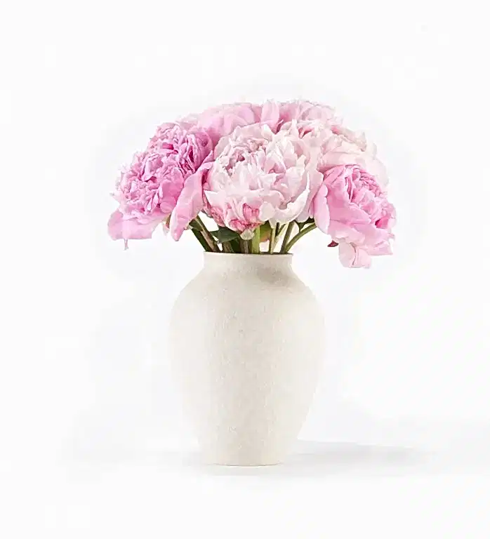 10 Stems of Primrose Peony in a Small Mayfair Blanc Vase