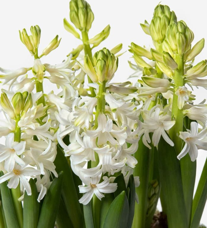 Snow White Hyacinth