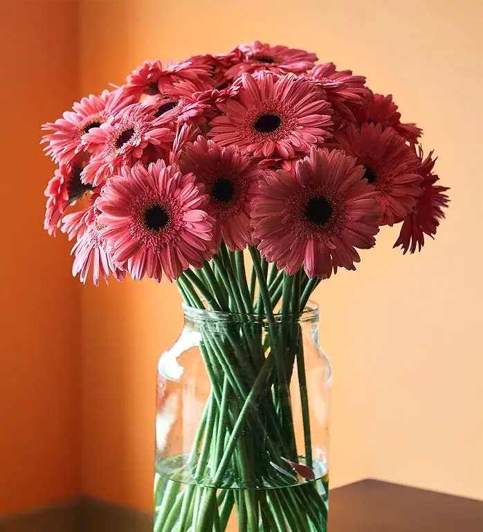 Little Kiss Gerbera Daisy