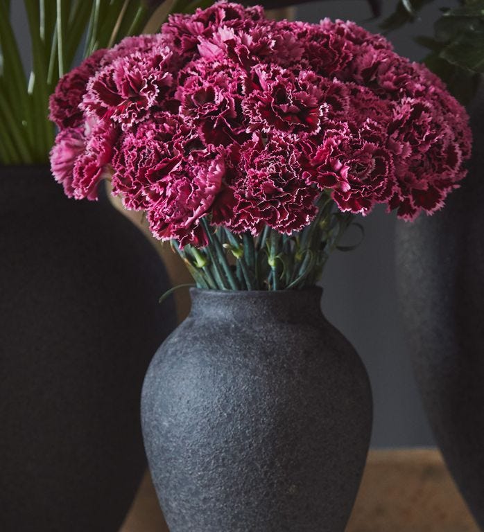 Lip Locked Carnation