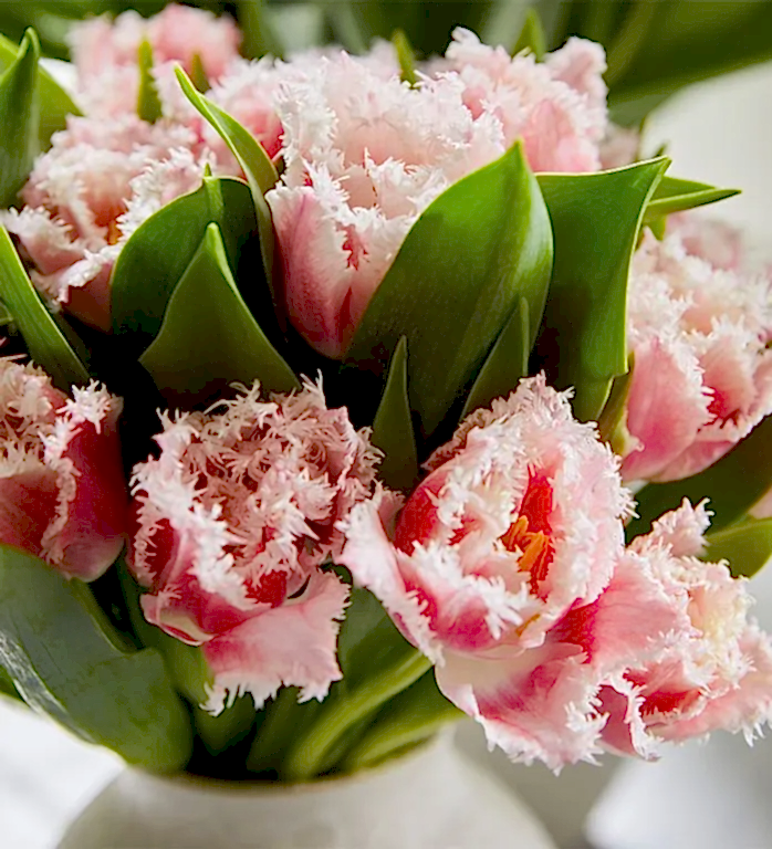 Coral Crush Fringed Tulip