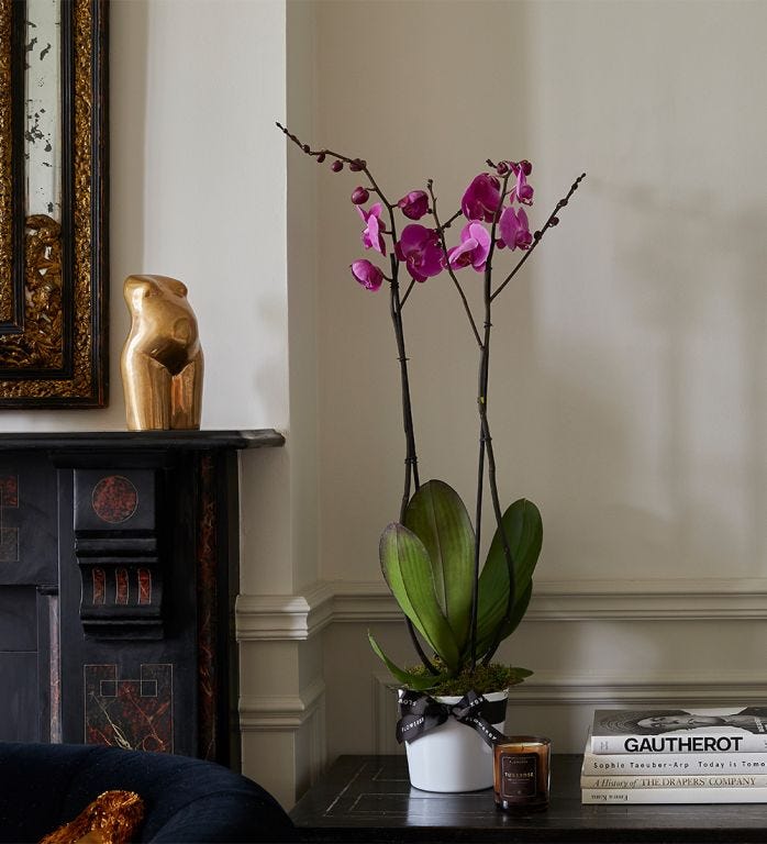 Sky High Orchid – Pink Magic