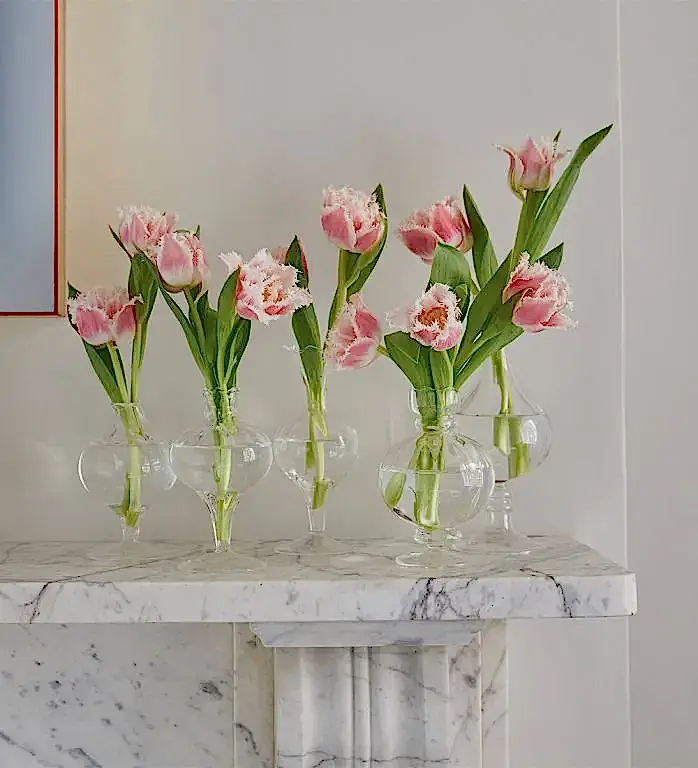 Coral Crush Fringed Tulip