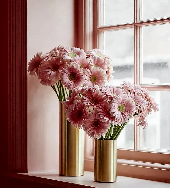 Little Kiss Gerbera Daisy