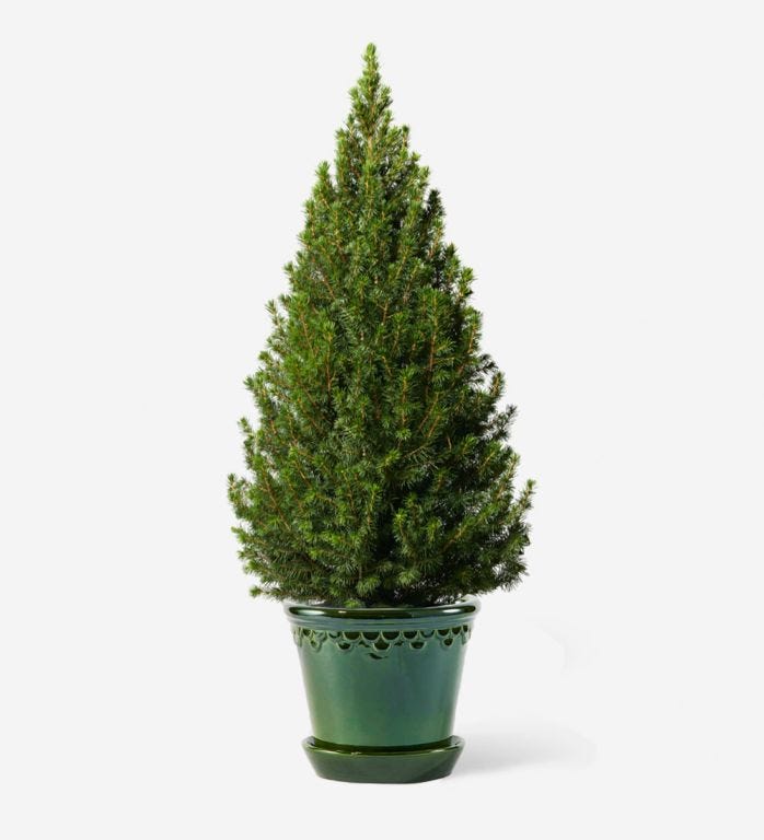 Small Potted Tree in a Glazed Emerald Pot - 21cm