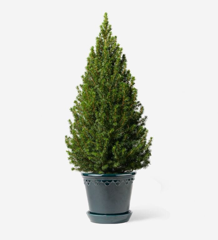 Small Potted Tree in a Glazed Peacock Pot - 21cm