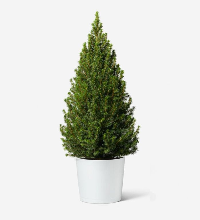 Small Potted Tree in a White Ceramic Pot