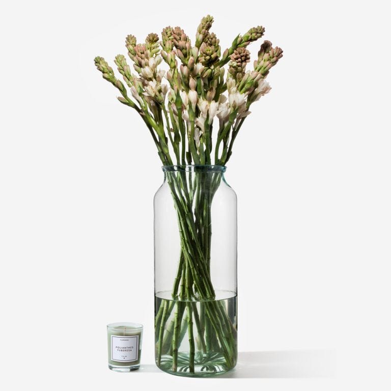 Classic Cream Tuberose 