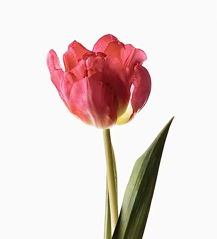 Fandango Double Tulip 
