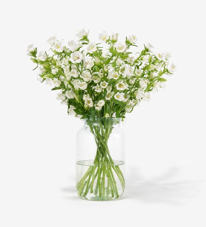 20 stems of White Cloche Campanula in our Medium Apothecary Vase