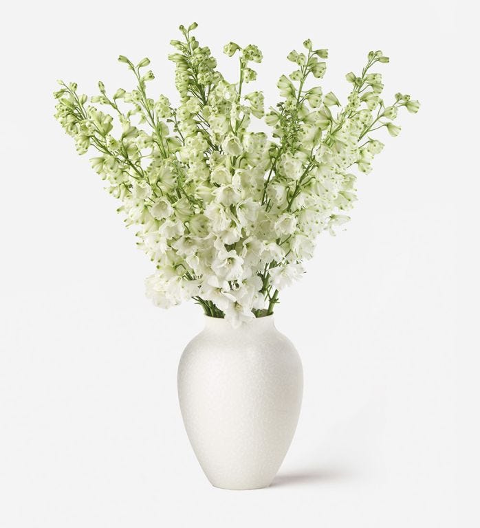 Marshmallow Delphinium