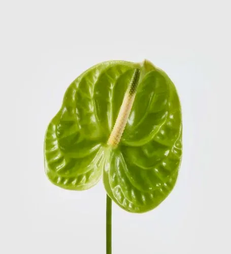 Lily Green Anthurium