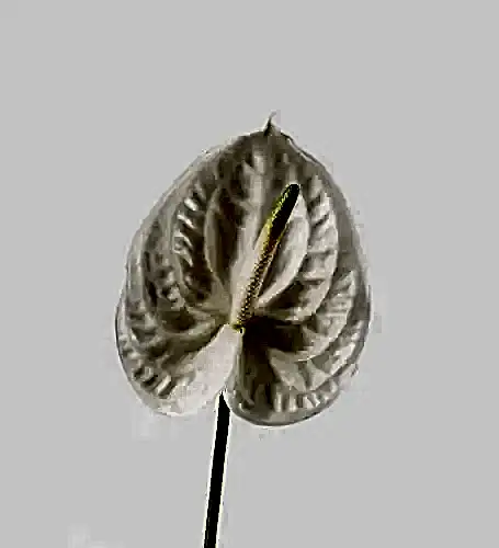 Perfect Moment Anthurium