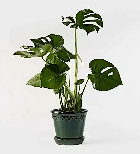 Green Cheese Plant