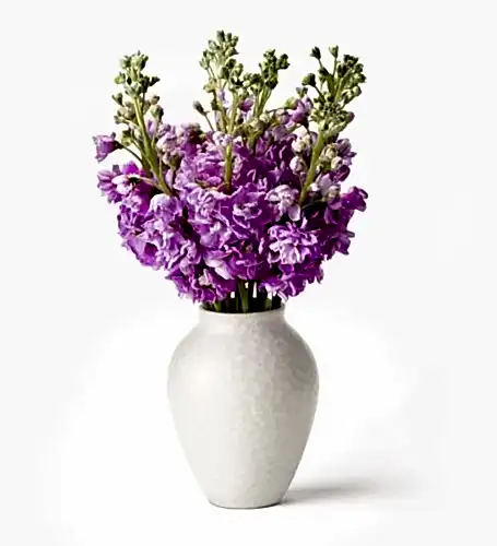 10 Stems of Hot Lips Stock Stem in a Small Mayfair Blanc Vase