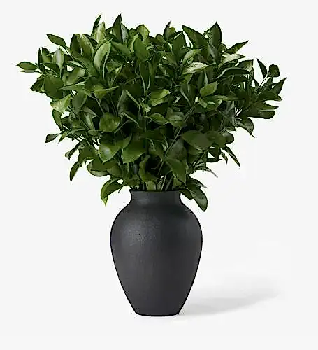 Emerald Hard Ruscus Foliage in a Medium Mayfair Onyx Vase