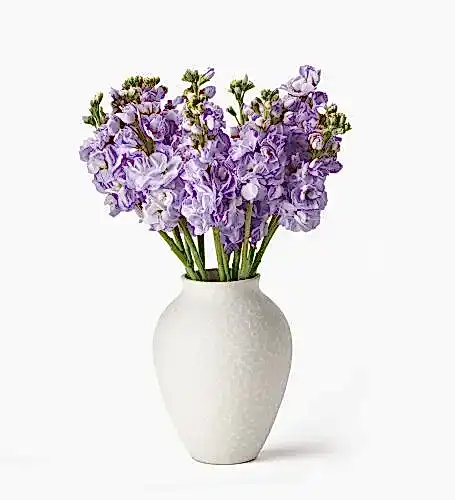 10 Stems of Amethyst Stock Stem in a Small Mayfair Blanc Vase