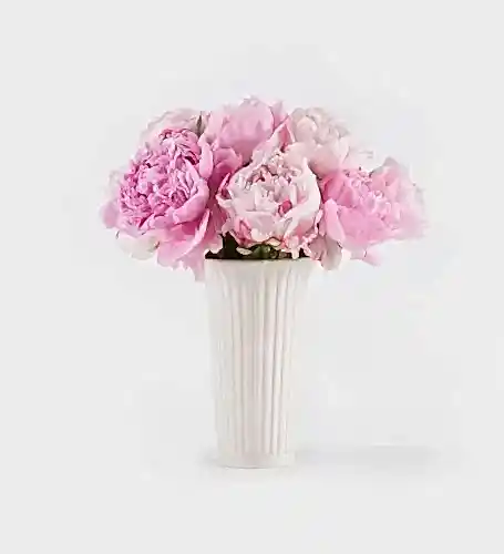 10 Stems of Primrose Peony in a 12cm Glazed White Fluted Vase