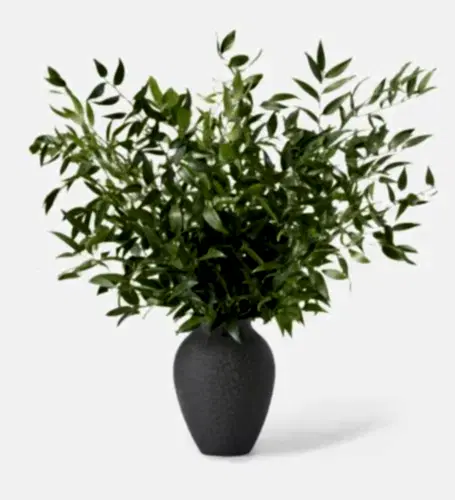 Forest Green Italian Ruscus in a Large Mayfair Onyx Vase