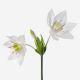 Angel Wing Eucharis Lily