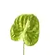 Lily Green Anthurium