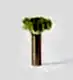 10 Lily Green Anthurium Stems in a Tall Wickstead Vase