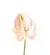 Sandy Lane Anthurium