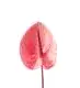Daybreak Anthurium