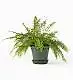 Boston Fern in a Glazed Emerald Pot - 16cm