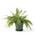 Boston Fern in a Glazed Emerald Pot - 16cm