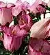 Pink Cheeks Campanula
