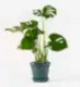 Green Cheese Plant in the Glazed Emerald Pot - 21cm