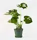 Green Cheese Plant in the Glazed Emerald Pot - 21cm